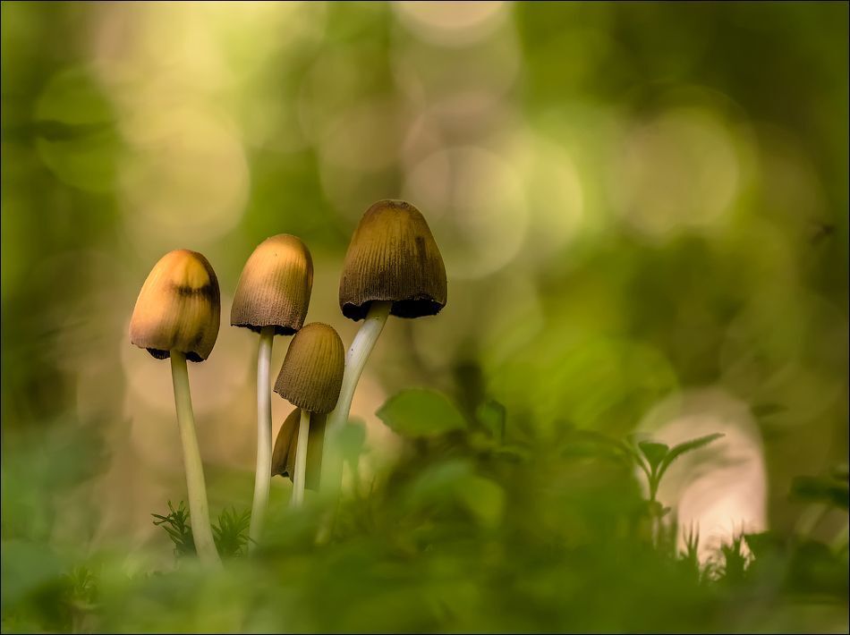 Поганочки)