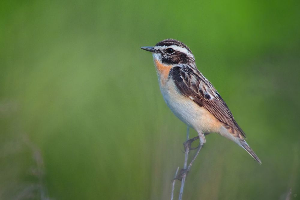 Whinchat - Male
Луговой чекан - Cамец