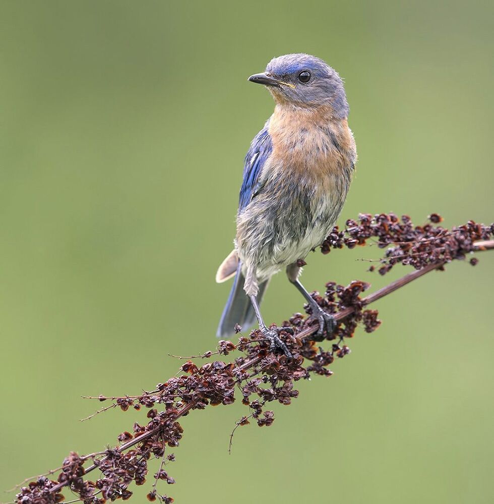 Восточная сиалия - Eastern Bluebird