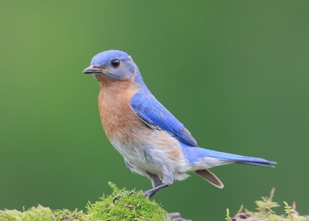 Восточная сиалия - Eastern Bluebird