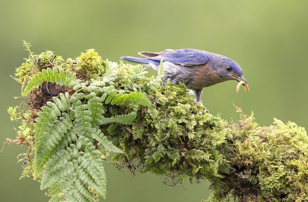 Восточная сиалия - Eastern Bluebird