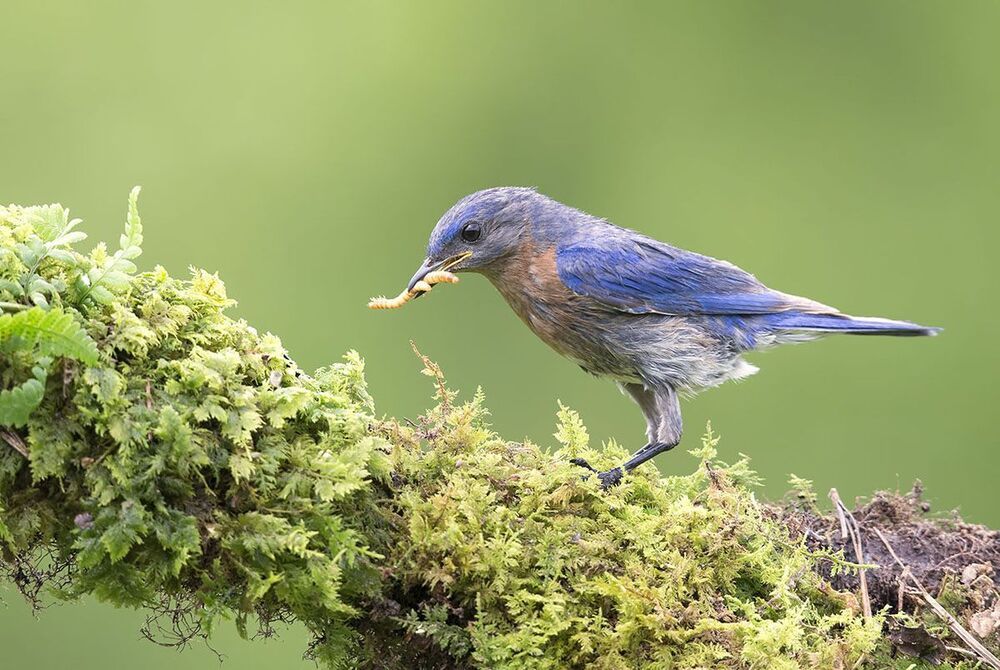 Восточная сиалия - Eastern Bluebird
