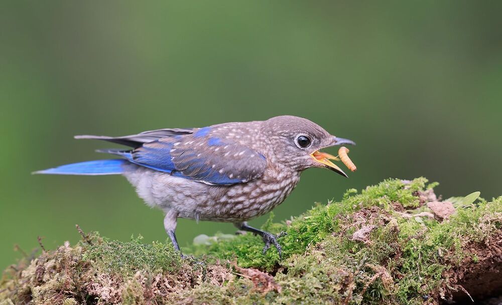 Восточная сиалия - Eastern Bluebird