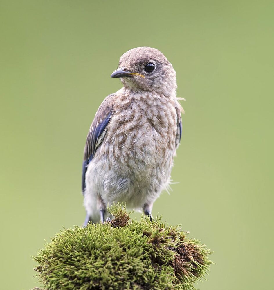 Восточная сиалия - Eastern Bluebird