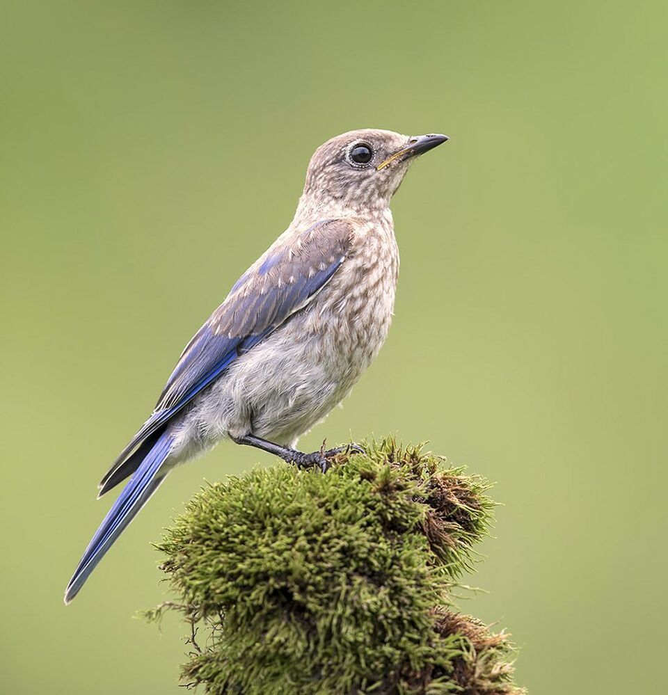 Восточная сиалия - Eastern Bluebird