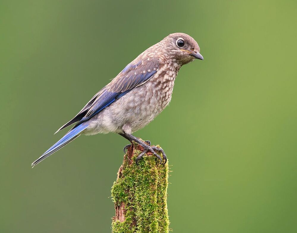 Восточная сиалия - Eastern Bluebird