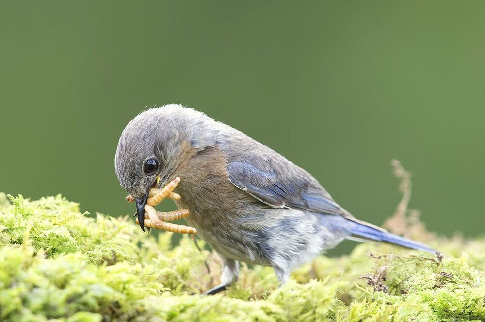 Восточная сиалия - Eastern Bluebird
