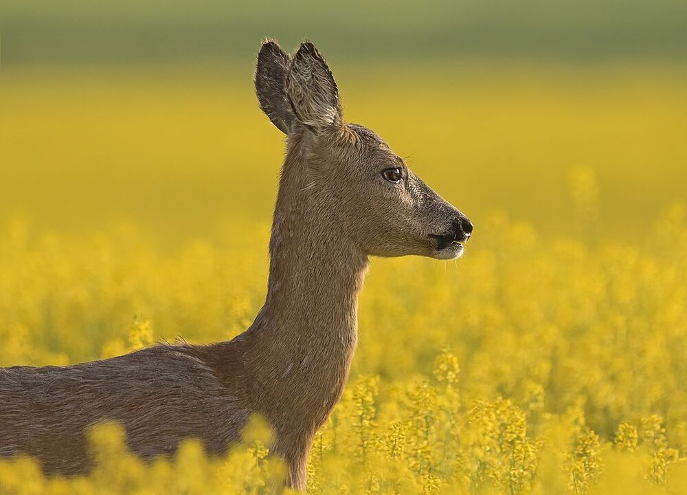 Косули