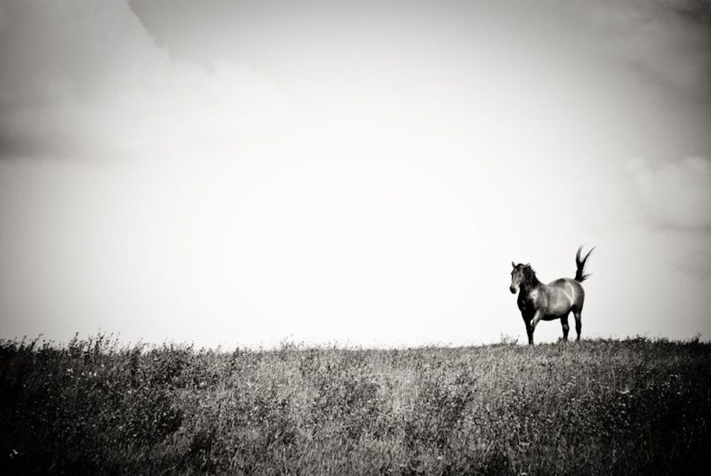 Photo 94662