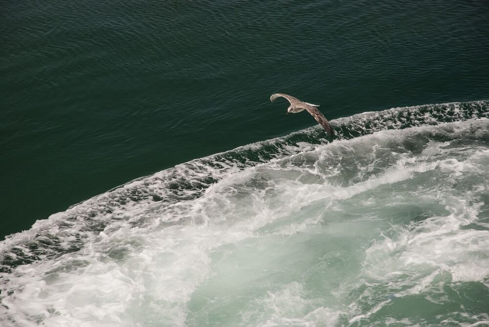 Fly