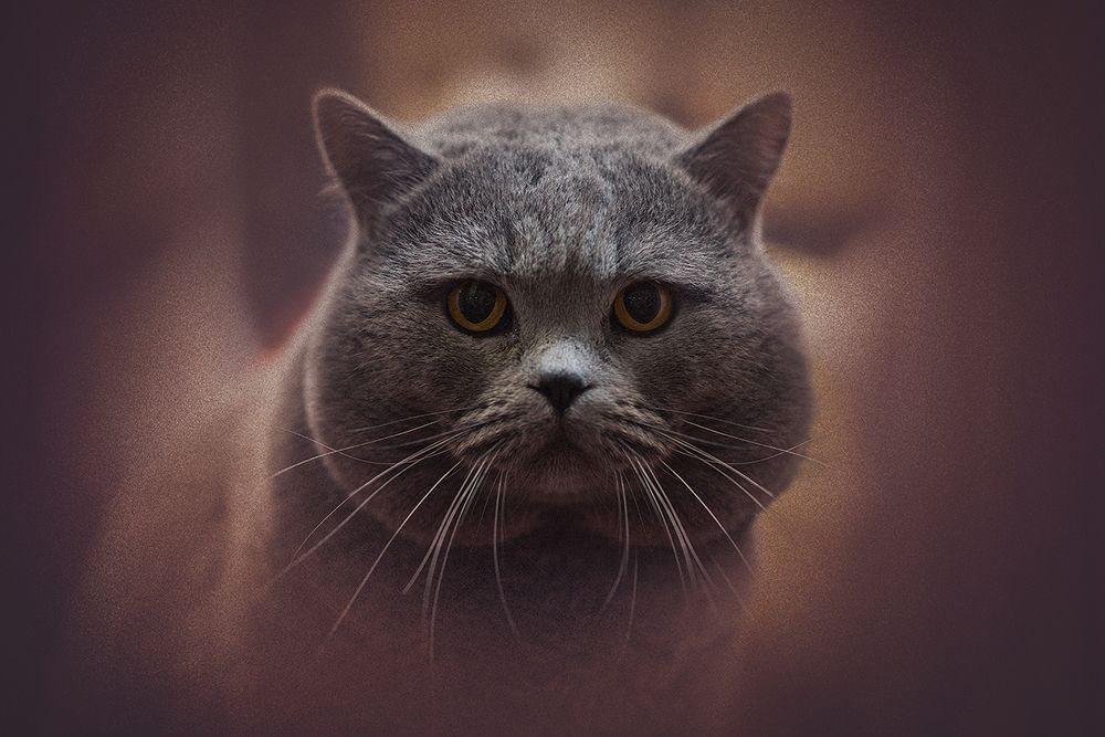 КотоПортреты