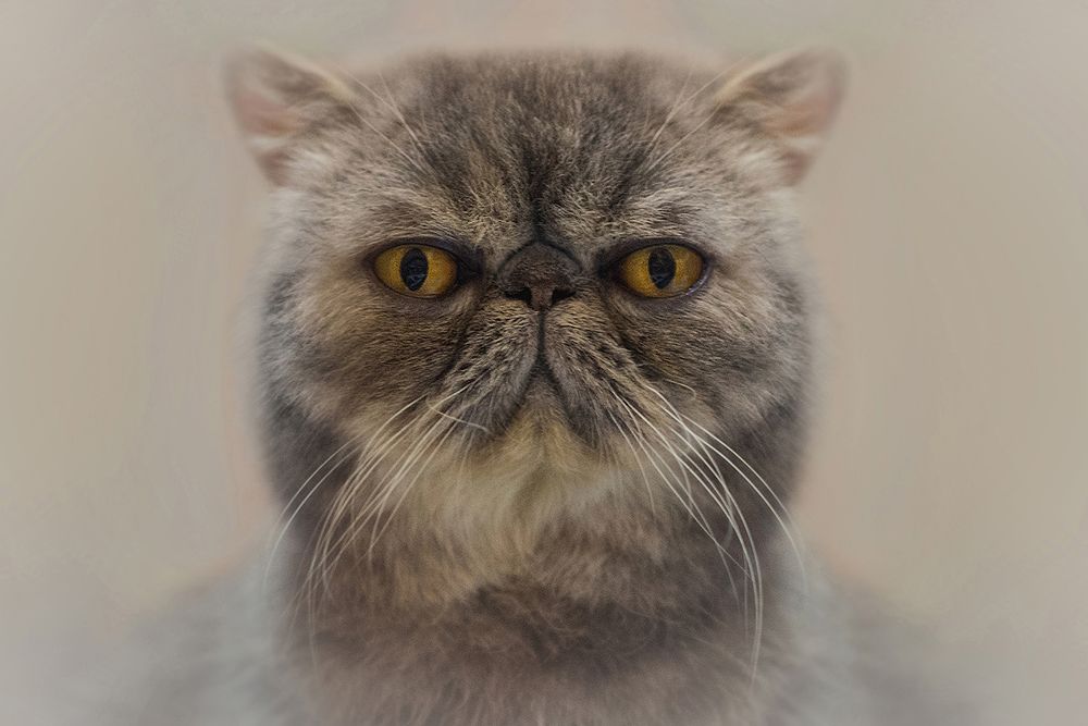 КотоПортреты