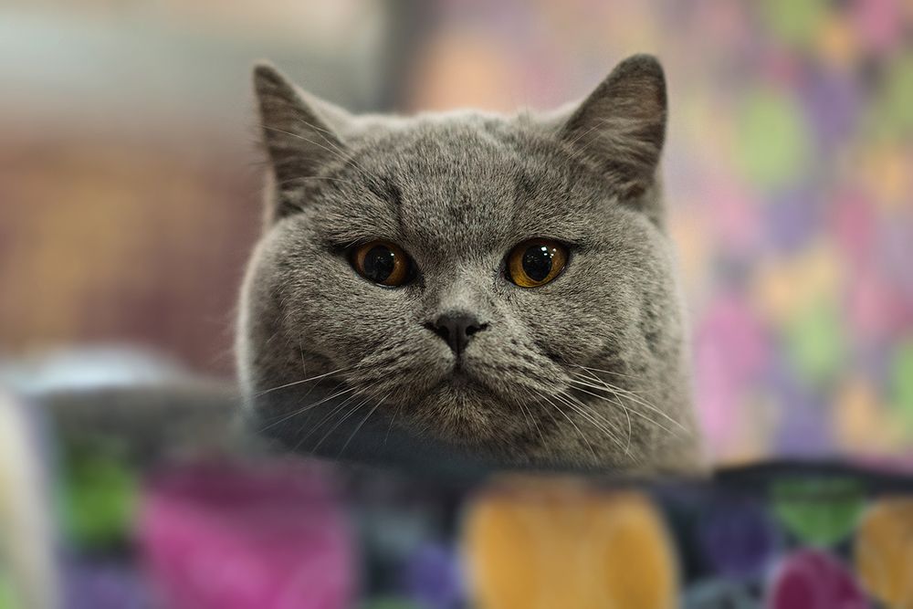 КотоПортреты