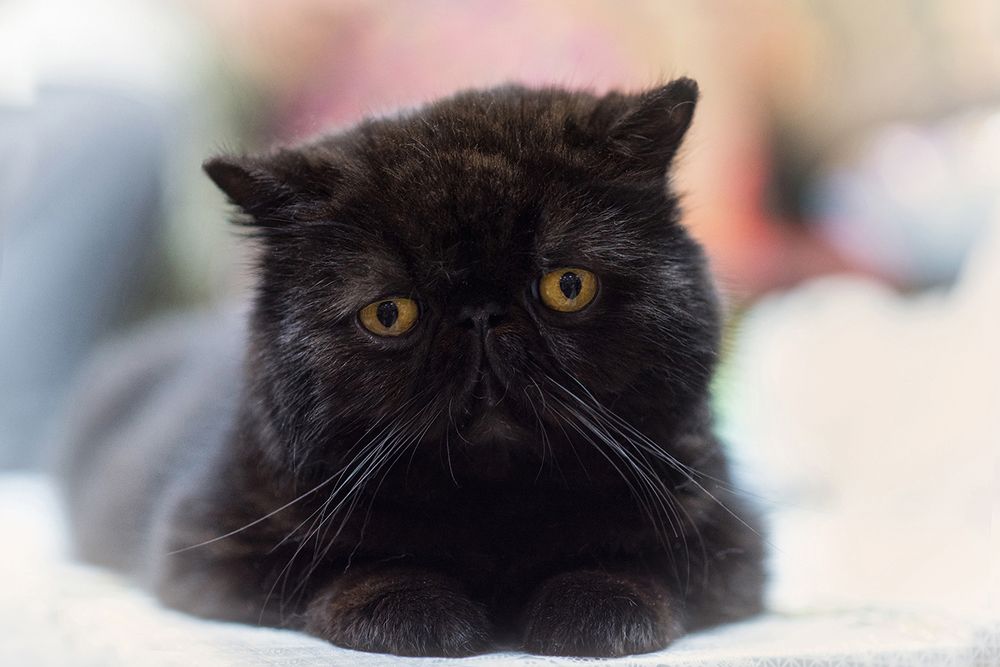 КотоПортреты