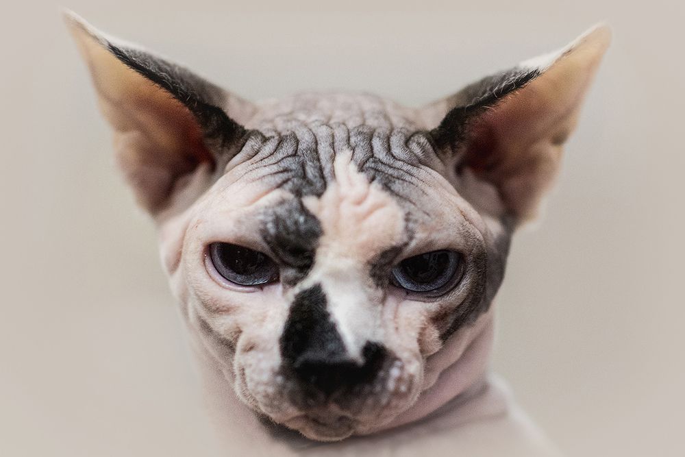 КотоПортреты
