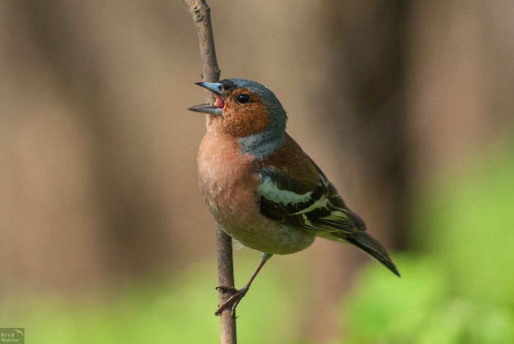 Birds