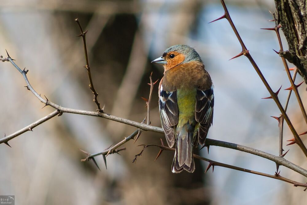 Birds
