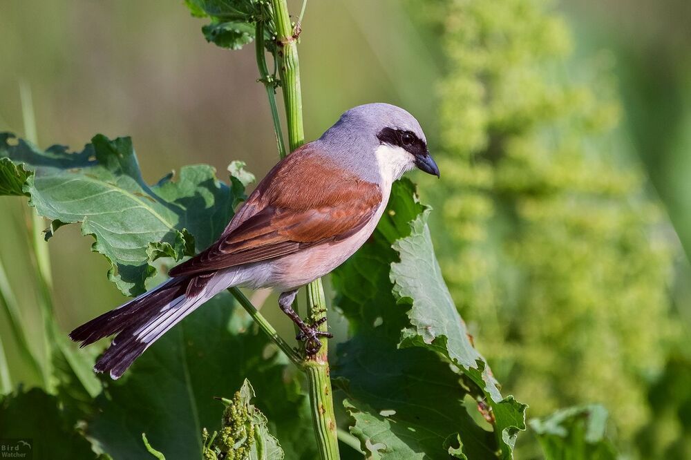 Birds
