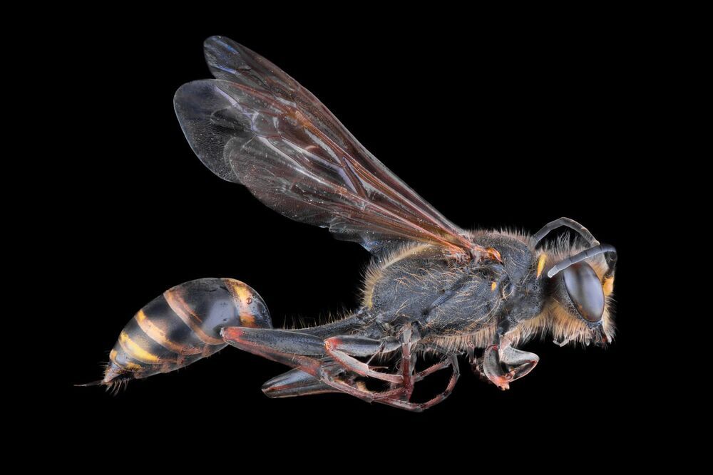 BEE (PODALONIA)