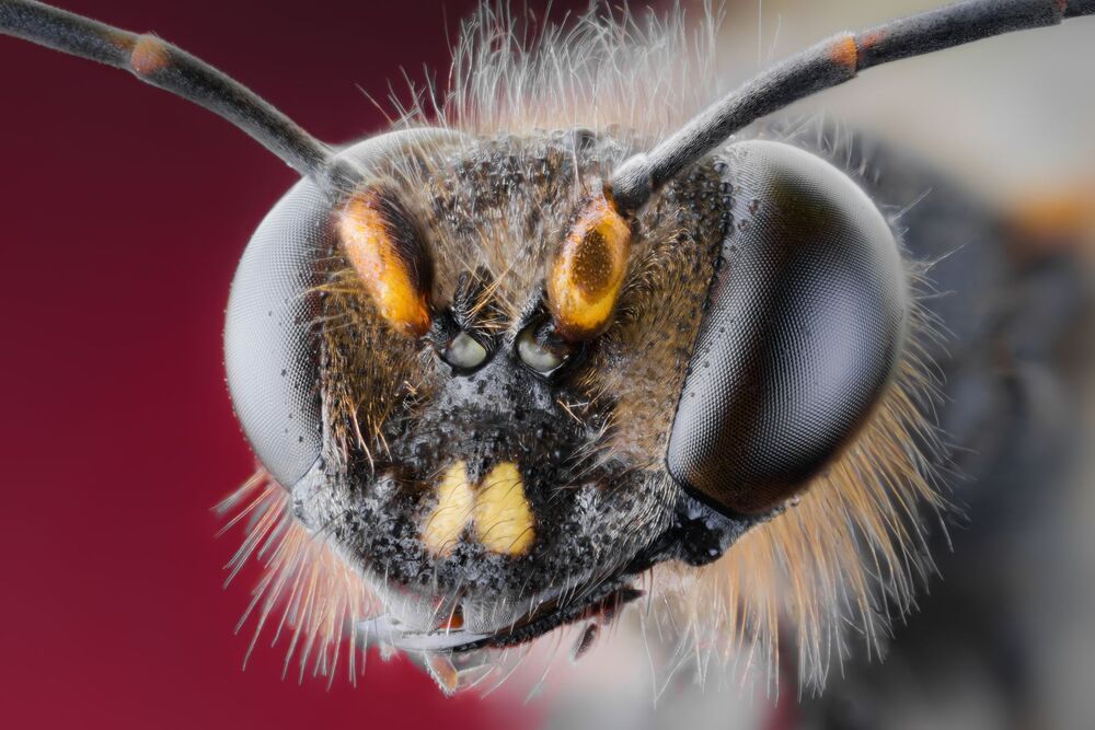 BEE (PODALONIA)