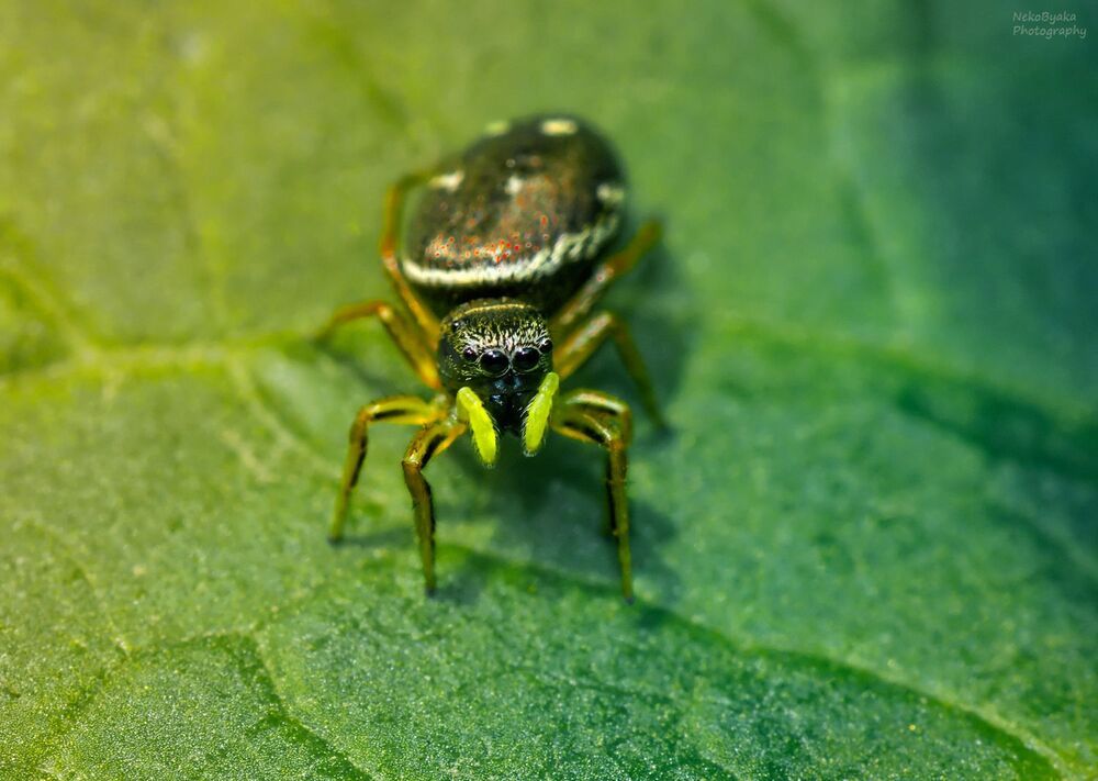 salticidae