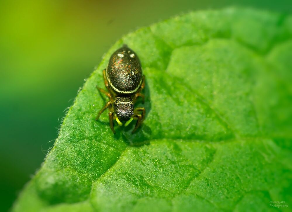 salticidae