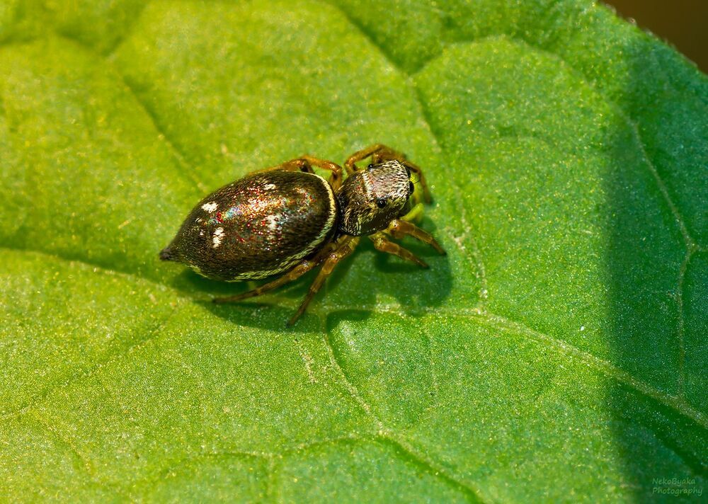 salticidae