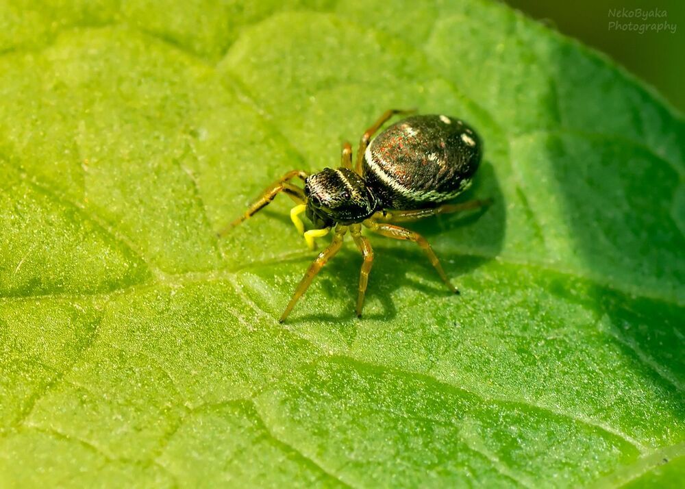 salticidae