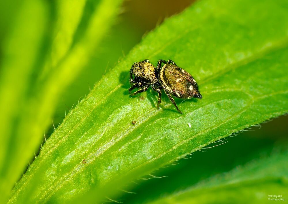 salticidae