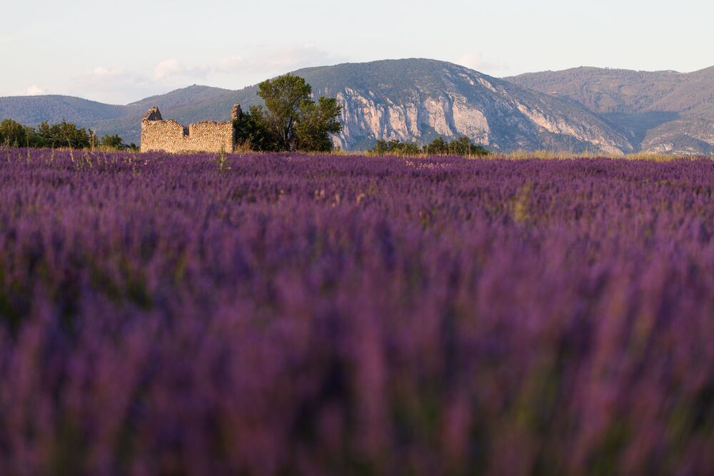 France, 