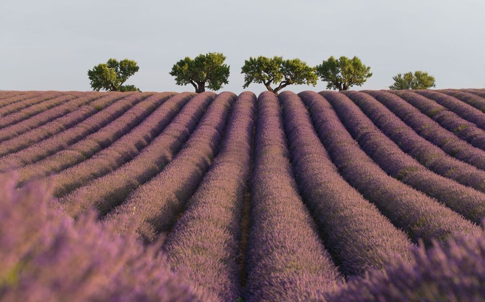 France, 