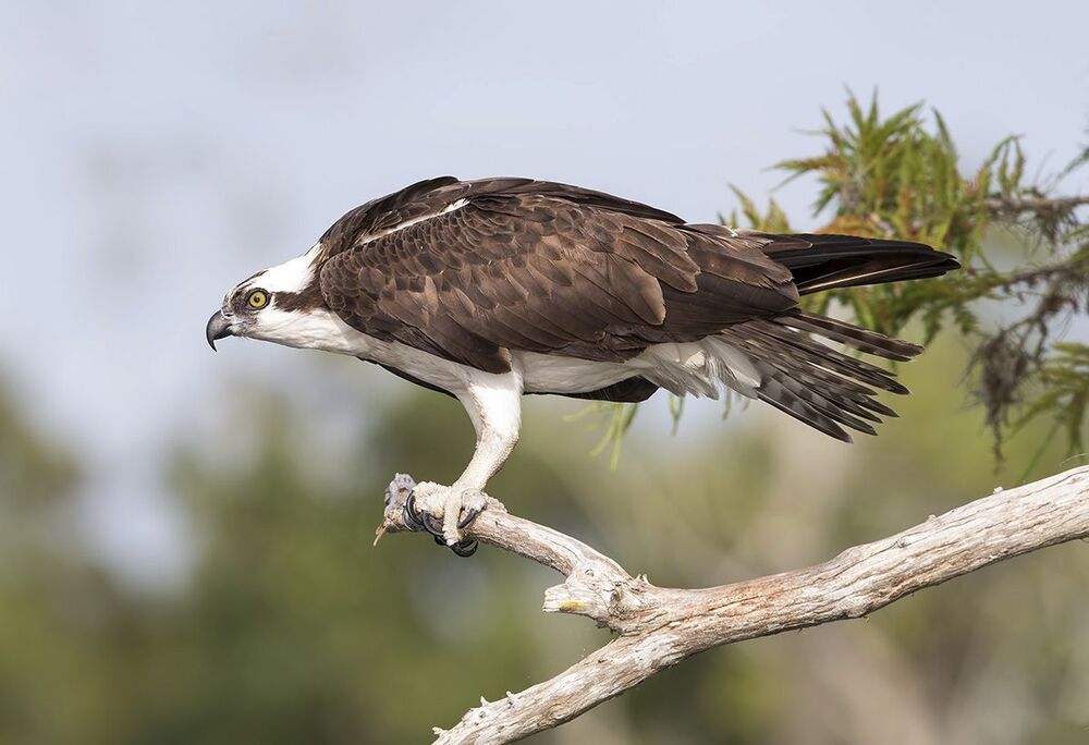 Скопа - Osprey