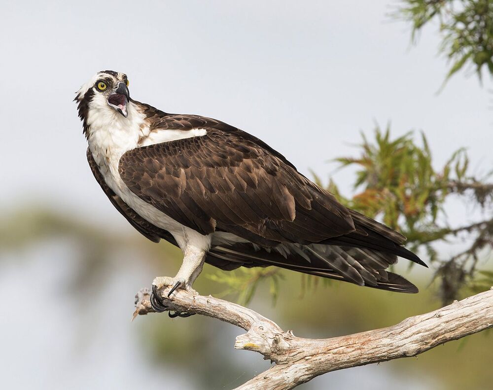 Скопа - Osprey