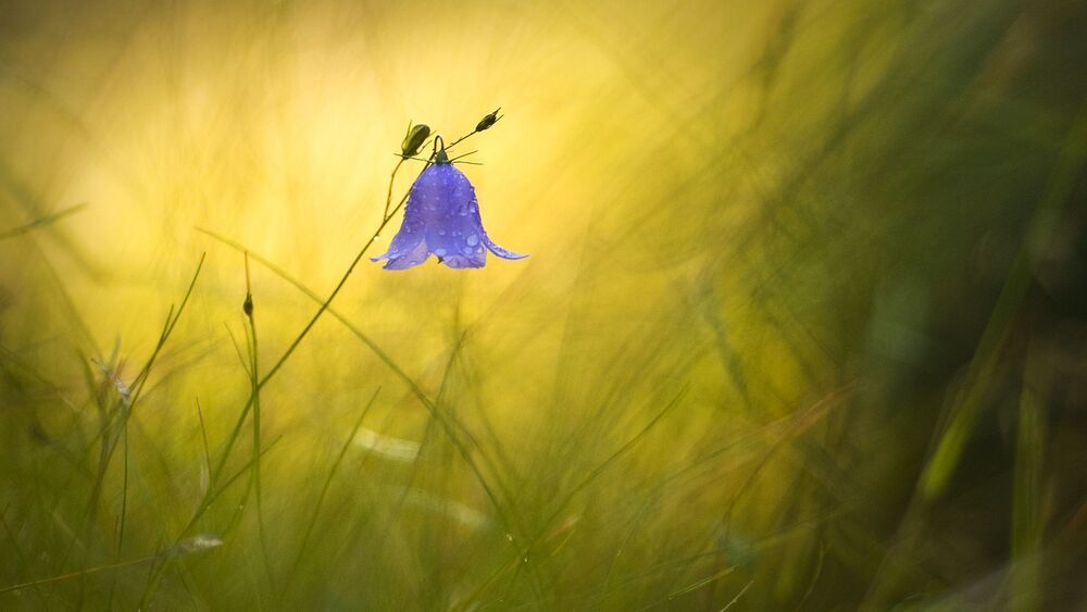 Природа