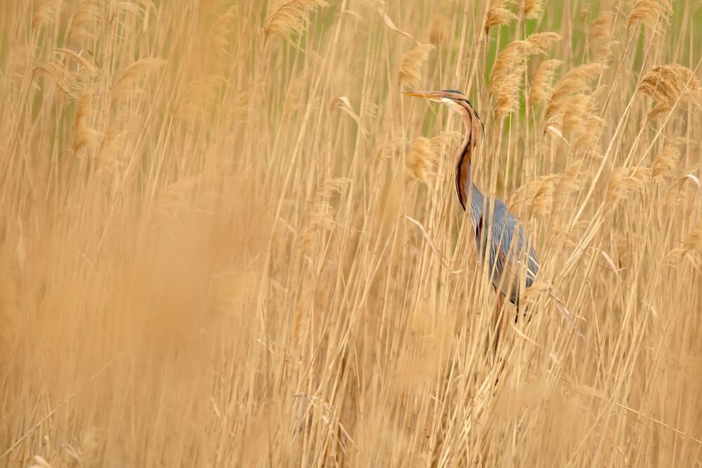 Природа