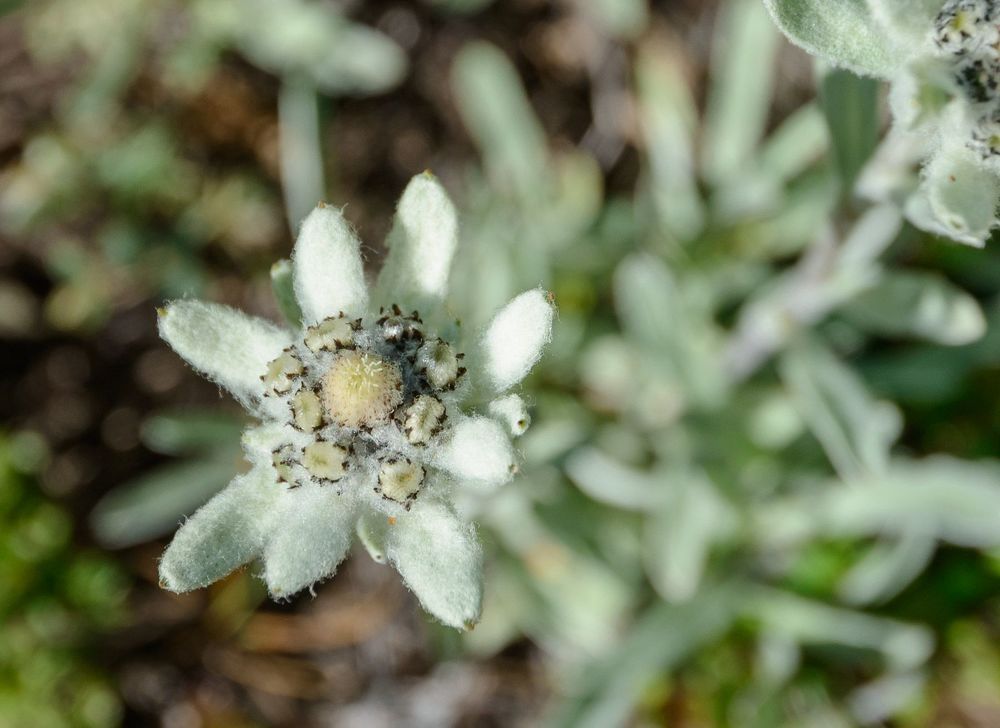 Edelweiss