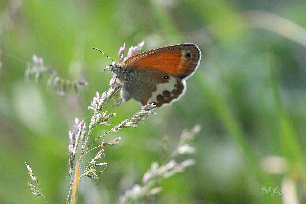 Бабочки