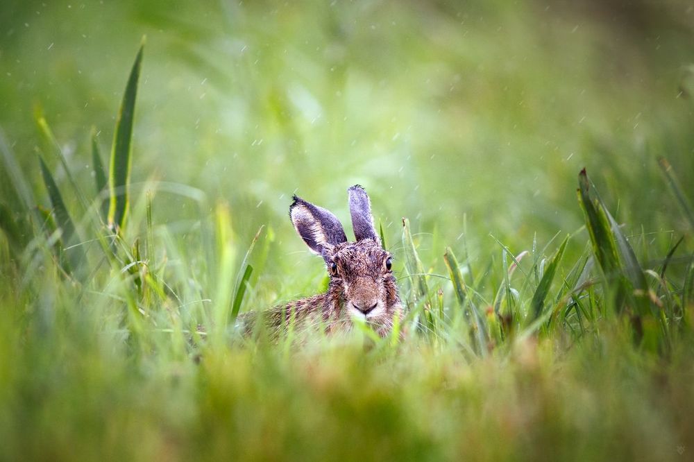 Rainy hare I