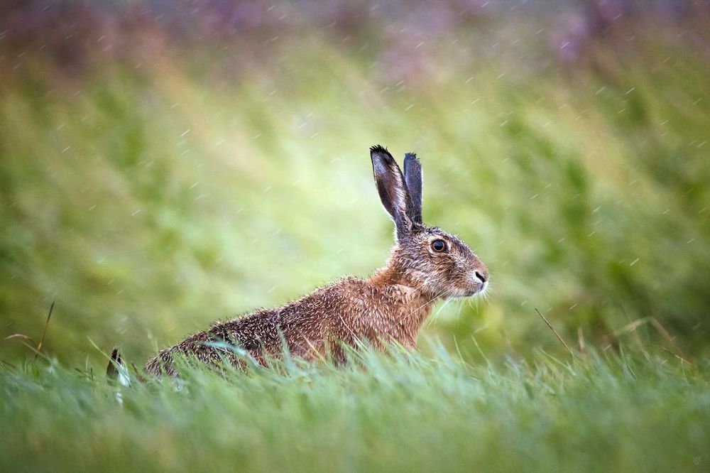 Rainy hare II