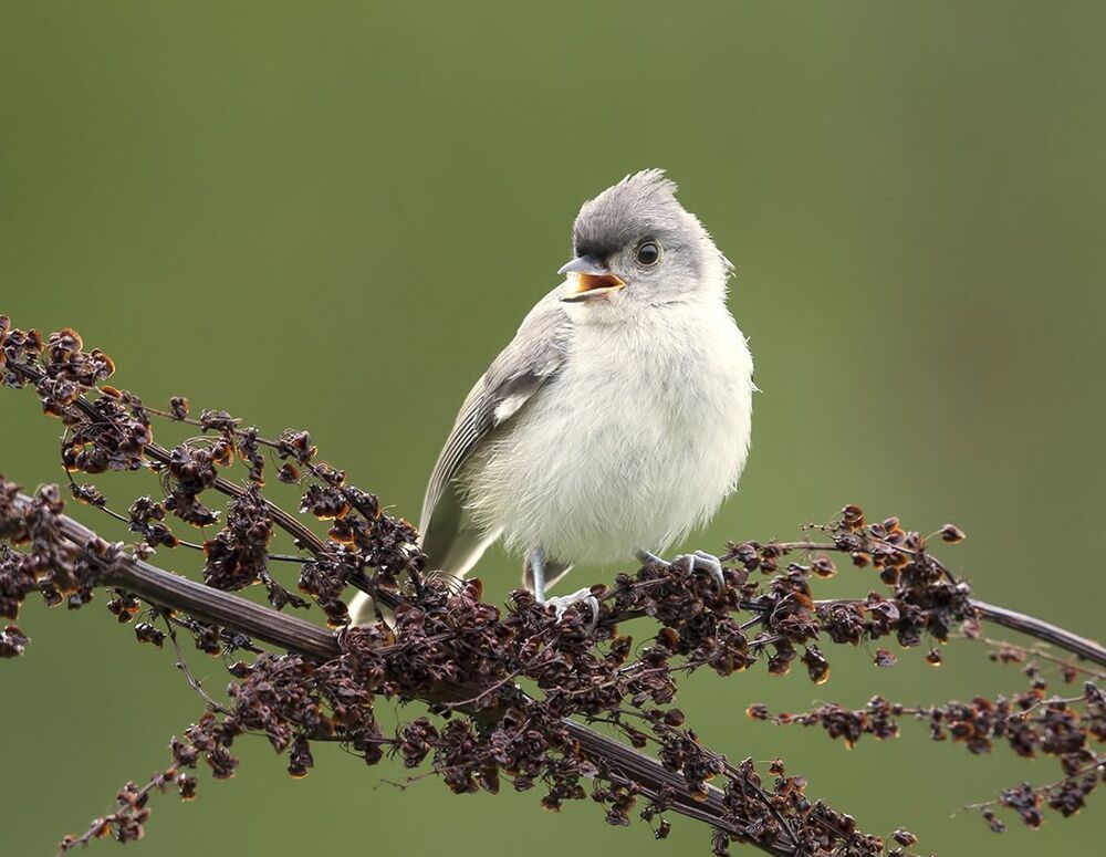 Cлёток. Острохохлая синица - Tufted Titmouse