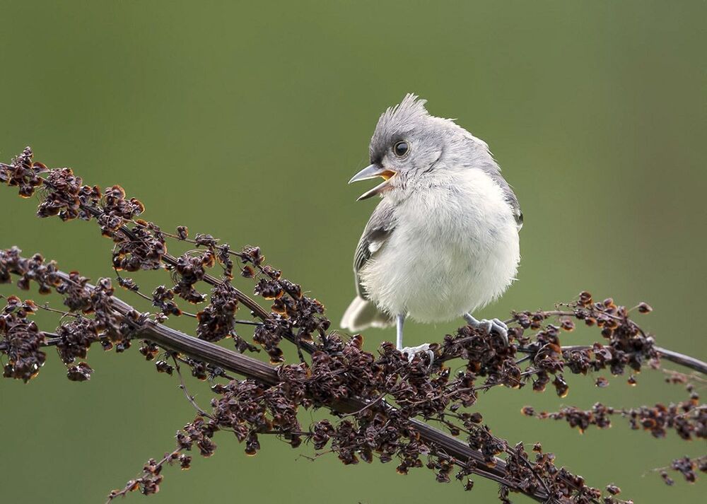 Cлёток. Острохохлая синица - Tufted Titmouse