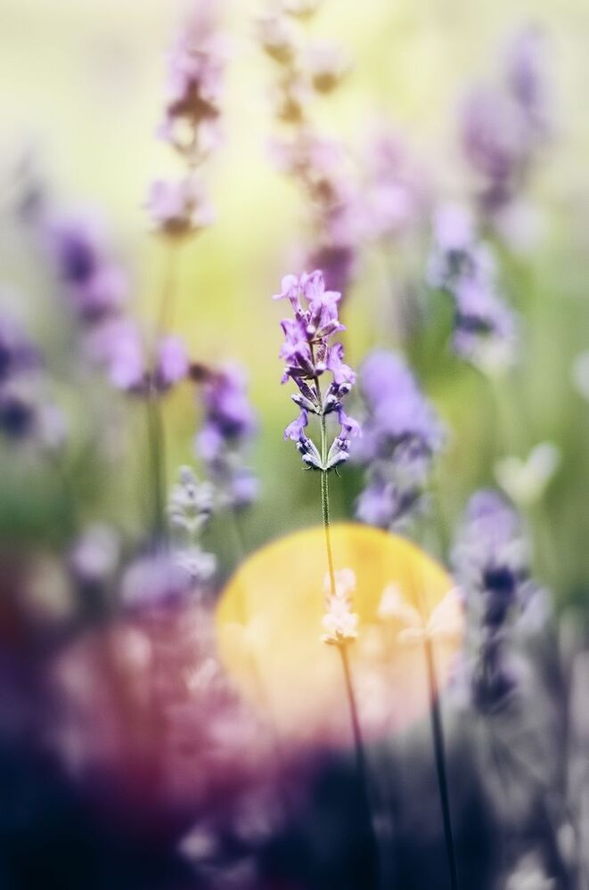 Floral Magica