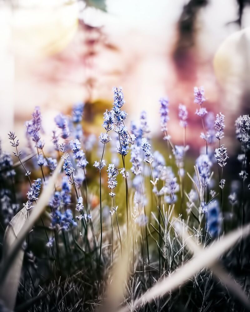 Floral Magica