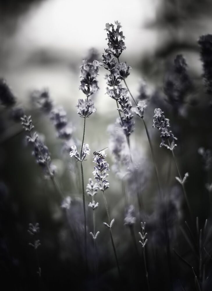 Floral Magica