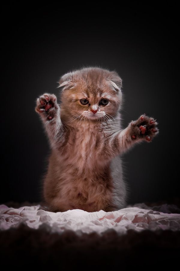 Котэ хищники