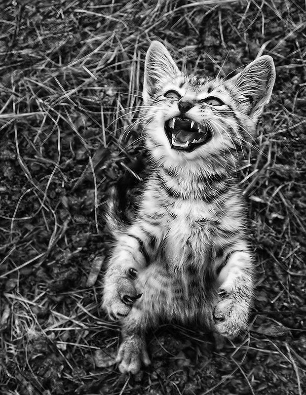 Котэ хищники