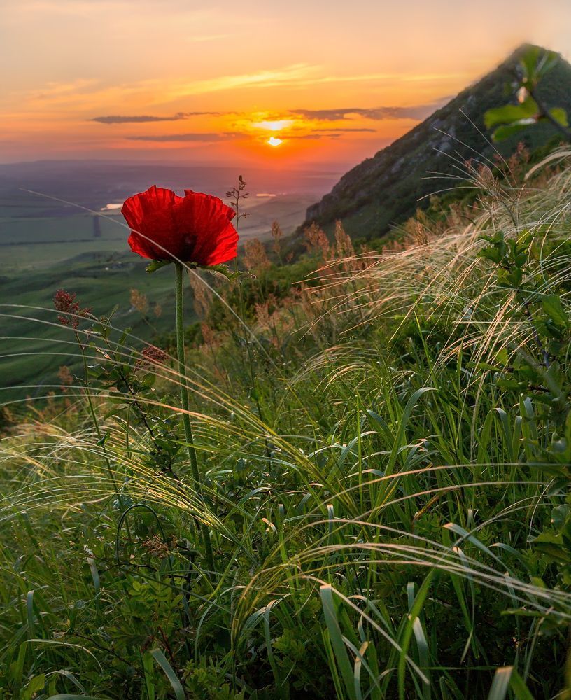 Прицветниковый мак на горе Верблюд, или от заката до рассвета.