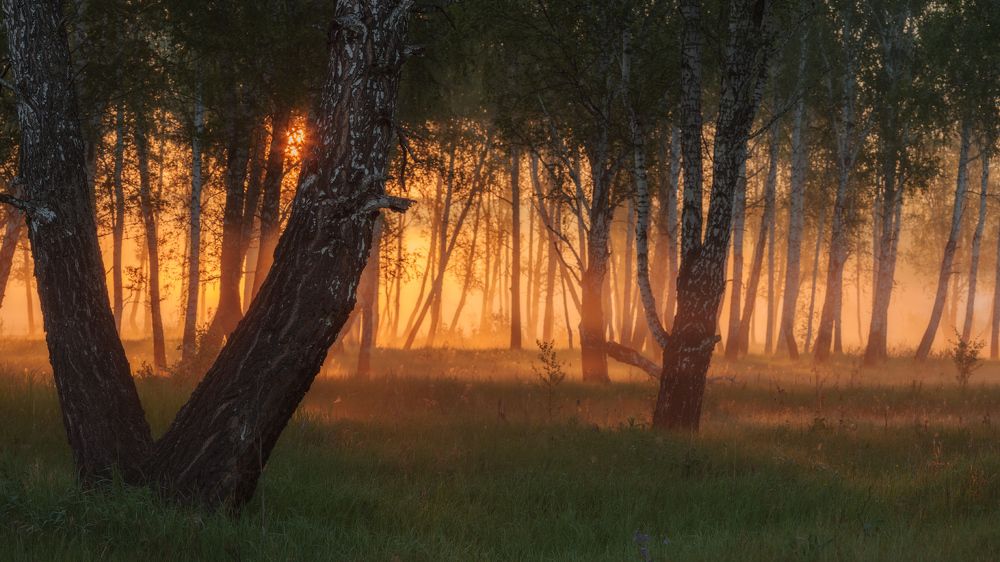Очарованный лес