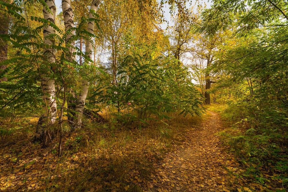 Краски осени.