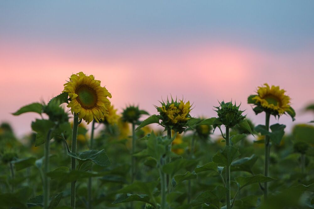 Один день из жизни подсолнухов